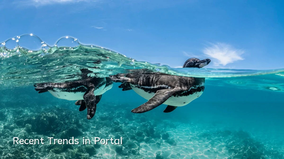 Recent Trends in Portal