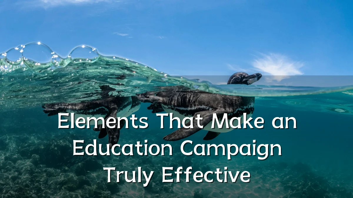 Elements That Make an Education Campaign Truly Effective